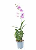 Дендробиум фаленопсис 'Sa-Nook' - Dendrobium phalaenopsis D12 H40