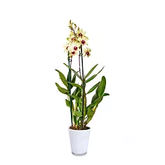 Дендробиум фаленопсис 'Sa-Nook' - Dendrobium phalaenopsis D12 H40
