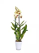 Дендробиум фаленопсис 'Sa-Nook' - Dendrobium phalaenopsis D12 H40