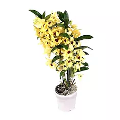 Дендробиум Нобиле желтый - Dendrobium nobile D14 H40