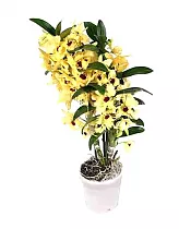 Дендробиум Нобиле желтый - Dendrobium nobile D14 H40