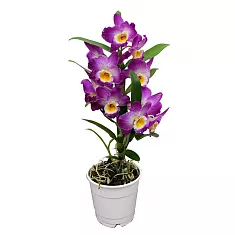 Дендробиум Нобиле розовый - Dendrobium nobile D12 H35
