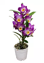 Дендробиум Нобиле розовый - Dendrobium nobile D12 H35