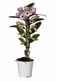 Дендробиум Нобиле розовый - Dendrobium nobile D12 H40