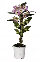 Дендробиум Нобиле розовый - Dendrobium nobile D12 H40