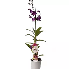 Дендробиум фаленопсис Comp Borneo - Dendrobium phalaenopsis D12 H40