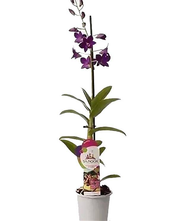 Дендробиум фаленопсис Comp Borneo - Dendrobium phalaenopsis D12 H40