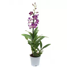 Дендробиум фаленопсис 'Sa-Nook' - Dendrobium phalaenopsis D12 H40