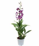 Дендробиум фаленопсис 'Sa-Nook' - Dendrobium phalaenopsis D12 H40