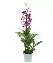 Дендробиум фаленопсис 'Sa-Nook' - Dendrobium phalaenopsis D12 H40