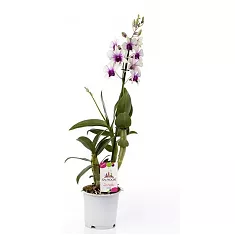 Дендробиум Polar Fire - Dendrobium phalaenopsis 1 цветонос D12 H55