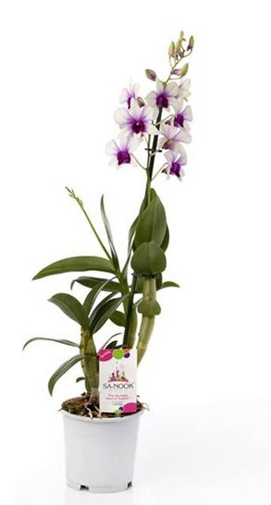 Дендробиум Polar Fire - Dendrobium phalaenopsis 1 цветонос D12 H55