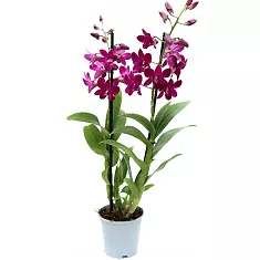 Дендробиум фаленопсис 'Sa-Nook' - Dendrobium phalaenopsis D12 H40