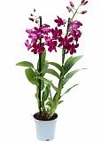 Дендробиум фаленопсис 'Sa-Nook' - Dendrobium phalaenopsis D12 H40