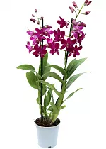 Дендробиум фаленопсис 'Sa-Nook' - Dendrobium phalaenopsis D12 H40
