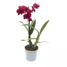 Дендробиум фаленопсис 'Sa-Nook' - Dendrobium phalaenopsis D12 H40