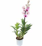 Дендробиум фаленопсис 'Sa-Nook' - Dendrobium phalaenopsis D12 H40