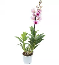 Дендробиум фаленопсис 'Sa-Nook' - Dendrobium phalaenopsis D12 H40