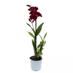 Дендробиум фаленопсис 'Sa-Nook' - Dendrobium phalaenopsis D12 H40