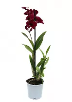 Дендробиум фаленопсис 'Sa-Nook' - Dendrobium phalaenopsis D12 H40