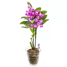 Дендробиум Нобиле розовый - Dendrobium nobile D12 H40