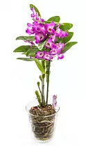 Дендробиум Нобиле розовый - Dendrobium nobile D12 H40