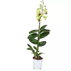 Дендробиум фаленопсис Anna Green - Dendrobium phalaenopsis 1 цветонос D12 H60