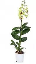 Дендробиум фаленопсис Anna Green - Dendrobium phalaenopsis 1 цветонос D12 H60