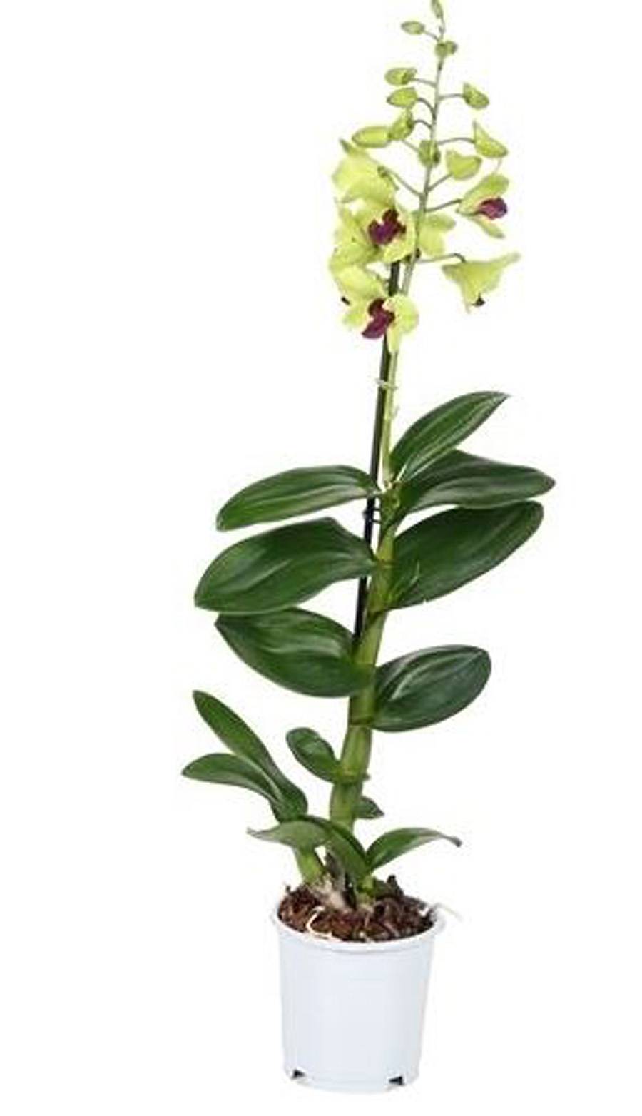 Дендробиум фаленопсис Anna Green - Dendrobium phalaenopsis 1 цветонос D12 H60