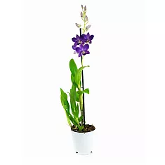 Дендробиум фаленопсис 'Sa-Nook' - Dendrobium phalaenopsis D12 H40