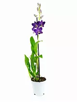 Дендробиум фаленопсис 'Sa-Nook' - Dendrobium phalaenopsis D12 H40