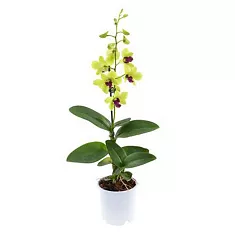 Дендробиум фаленопсис 'Sa-Nook' - Dendrobium phalaenopsis D12 H40