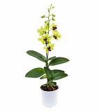 Дендробиум фаленопсис 'Sa-Nook' - Dendrobium phalaenopsis D12 H40