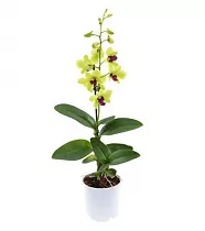 Дендробиум фаленопсис 'Sa-Nook' - Dendrobium phalaenopsis D12 H40