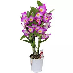 Дендробиум Нобиле розовый - Dendrobium nobile D14 H40