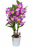 Дендробиум Нобиле розовый - Dendrobium nobile D14 H40