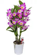 Дендробиум Нобиле розовый - Dendrobium nobile D14 H40