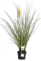 Кортадерия Селло (пампассная трава) Сильвер - Cortaderia selloana D21 H65