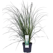 Кортадерия Селло (пампассная трава) Сильвер - Cortaderia selloana D23 H70