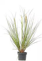 Кортадерия Селло (пампассная трава) Сильвер - Cortaderia selloana D14 H40