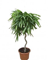 Фикус Биннедика Али спираль - Ficus binnendijkii Alii D30 H150