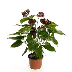 Антириум адрианиум Блэк Квин коричневый D18 H60