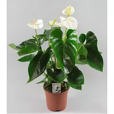 Антуриум Андреанум Бугатти Белый - Anthurium Andr Bugatti White D17 H60
