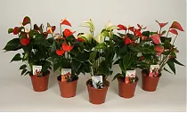 Антуриум Андреанум - Anthurium Andreanum D15 H50
