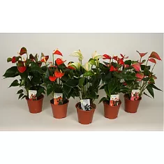 Антуриум Андреанум - Anthurium Andreanum D15 H50