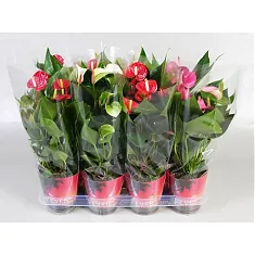 Антуриум Андреанум микс - Anthurium Andreanum mix D17 H65