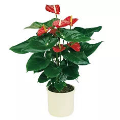Антуриум Андреанум Алабама красный - Anthurium Andr Alabama D17 H70