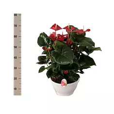 Антуриум Андреанум Алабама красный - Anthurium Andr Alabama D30 H70