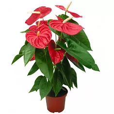Антуриум Андреанум Дакота красный - Anthurium Andr Dakota D18 H80