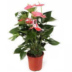 Антуриум Андреанум Джоли  розовый - Anthurium Andr Joli D12 H35